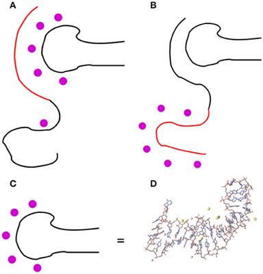 Structural Insights into the Osteopontin-Aptamer Complex by Molecular Dynamics Simulations